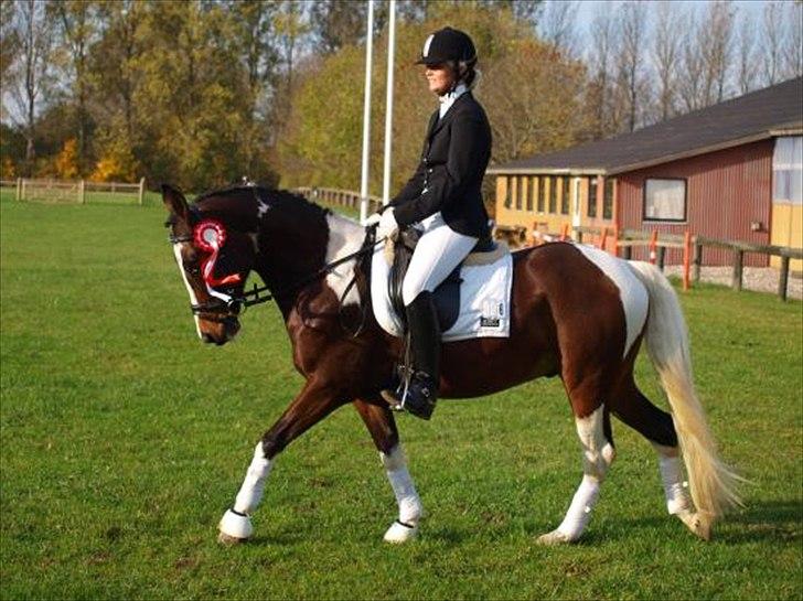 Pinto Lacoste - SOLGT - Første stævne, TNKR - 1. plads med over 70% billede 4