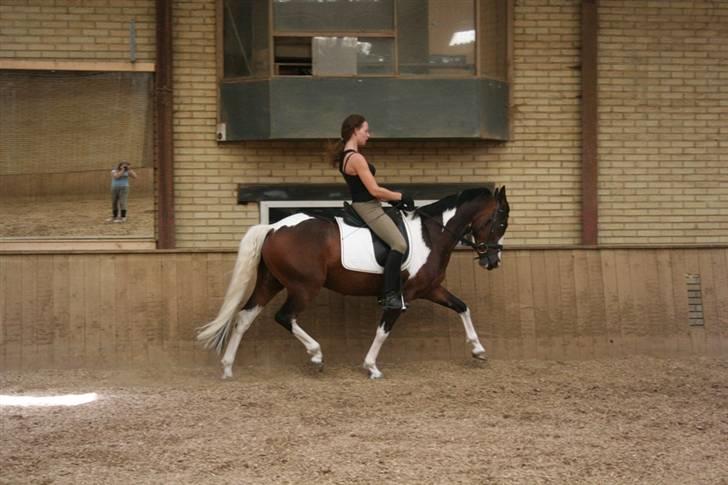 Pinto Lacoste - SOLGT billede 9