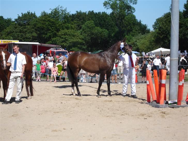 Oldenborg Bella Tisted billede 12