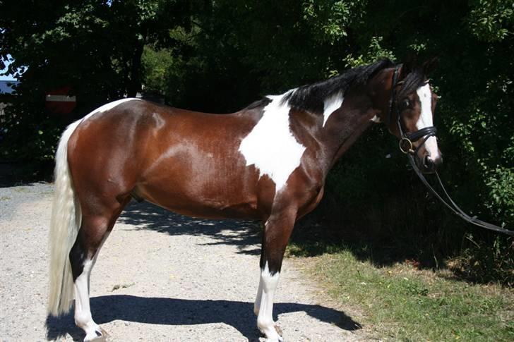 Pinto Lacoste - SOLGT billede 12