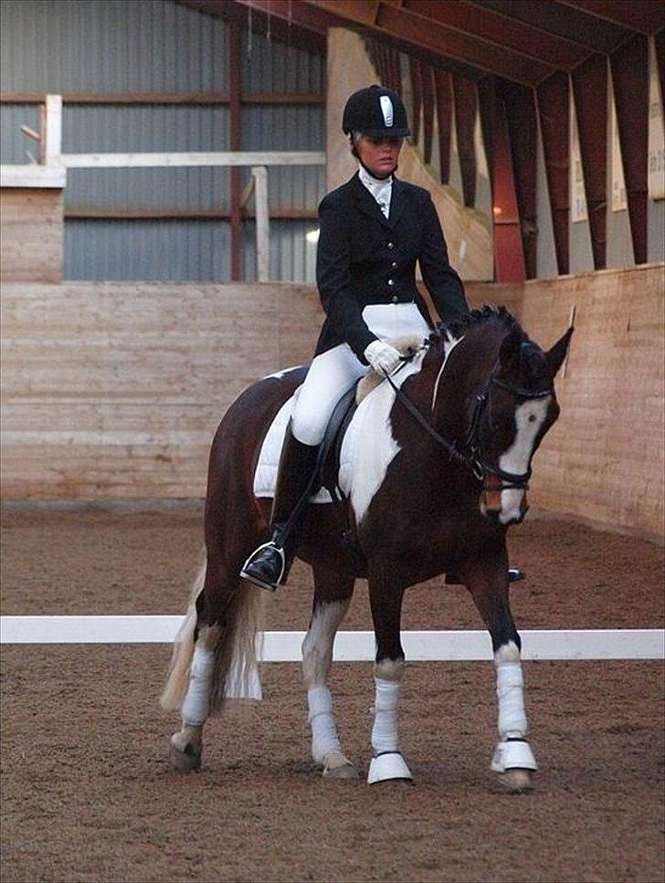 Pinto Lacoste - SOLGT - OHR d. 13-11-2010 Vinder af klassen med 69,09% billede 14