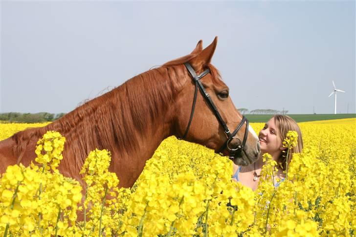 Dansk Varmblod Hjælmsbjergs Primula - Tak for kigget.. giv meget gerne en bedømmelse og kommentar ! ;D så kigger vi forbi jer..  billede 18