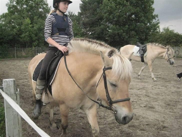 Fjordhest Jasmin<'3 Solgt ! :'( - Hun går bare og slapper af, Smukke jeg savner din galop, Jeg vil aldrig gi op, jeg vil finde dig .Jsamin jeg ELsker dig billede 8