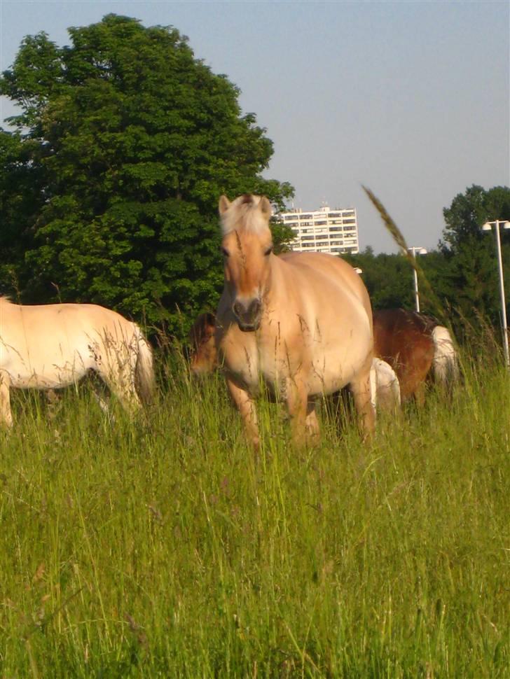 Fjordhest Jasmin<'3 Solgt ! :'( - sommergræs <3 savner diig skath  billede 9