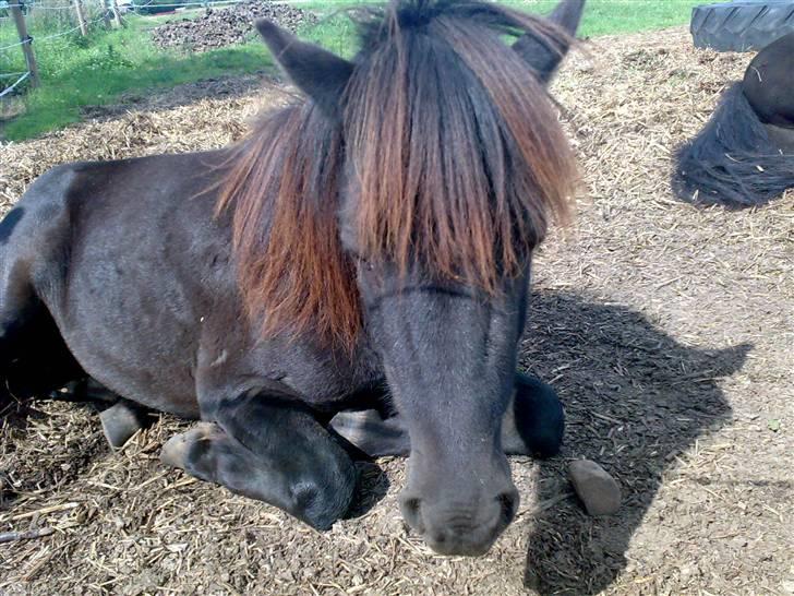 Islænder viktor  billede 2