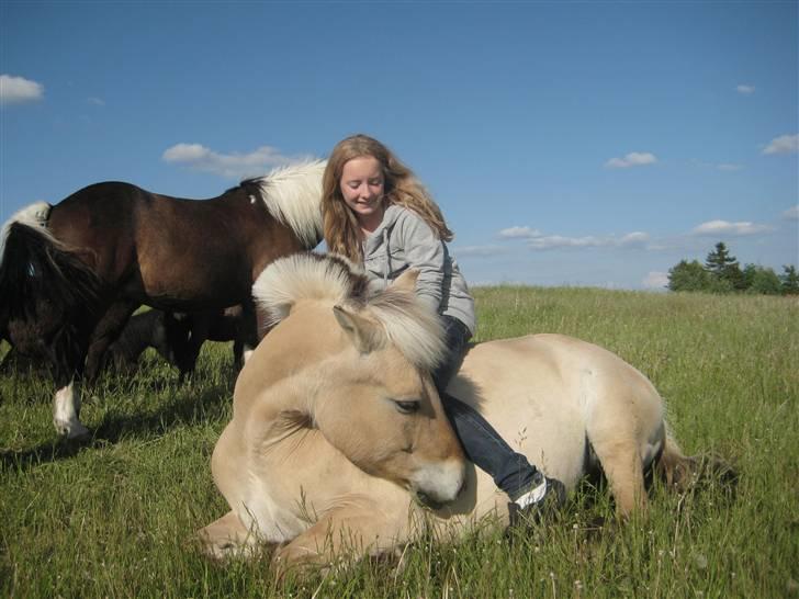 Fjordhest Jasmin<'3 Solgt ! :'( - Fordi jeg elsker dig billede 11