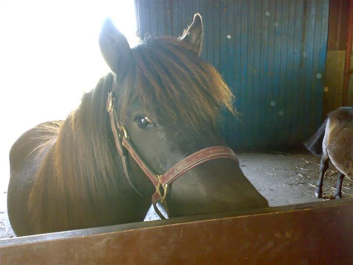 Islænder viktor  billede 3