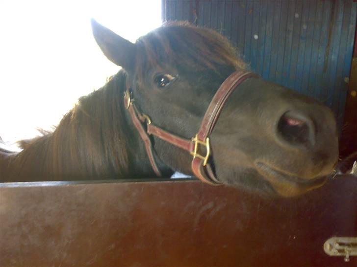 Islænder viktor  billede 4