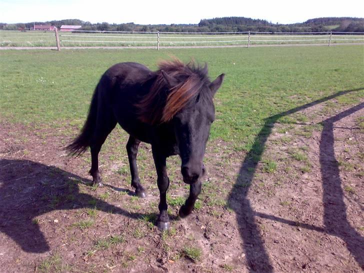 Islænder viktor  billede 5