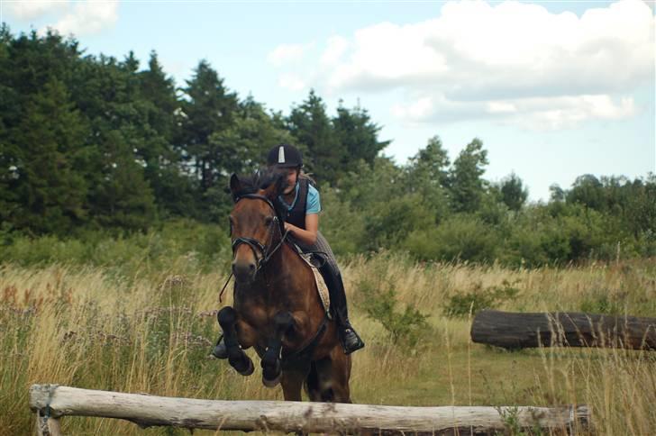 New Forest Bastian ¤solgt&savnet¤ - Mig&Bastian springer! <3 billede 3