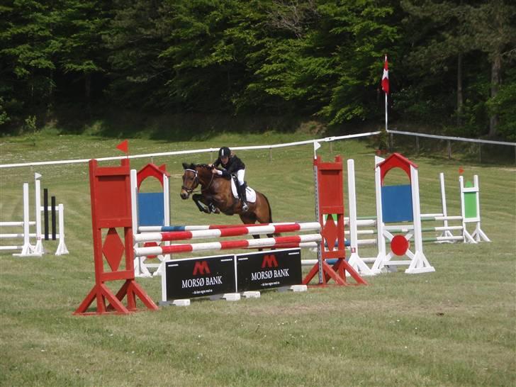 New Forest Bastian ¤solgt&savnet¤ - Bastian<3 billede 4