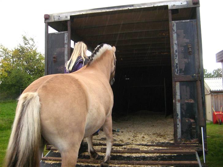 Fjordhest Jasmin<'3 Solgt ! :'( - <´3 <´3 I miss you<3  billede 12