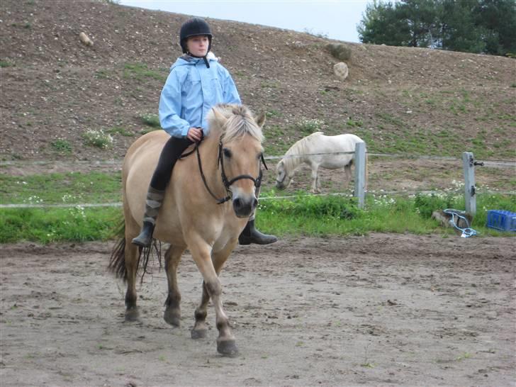 Fjordhest Jasmin<'3 Solgt ! :'( - rider Jasmin uden sadel xD billede 14