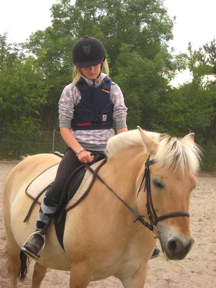 Fjordhest Jasmin<'3 Solgt ! :'( - såå rider jeg den tykke igen :) billede 15