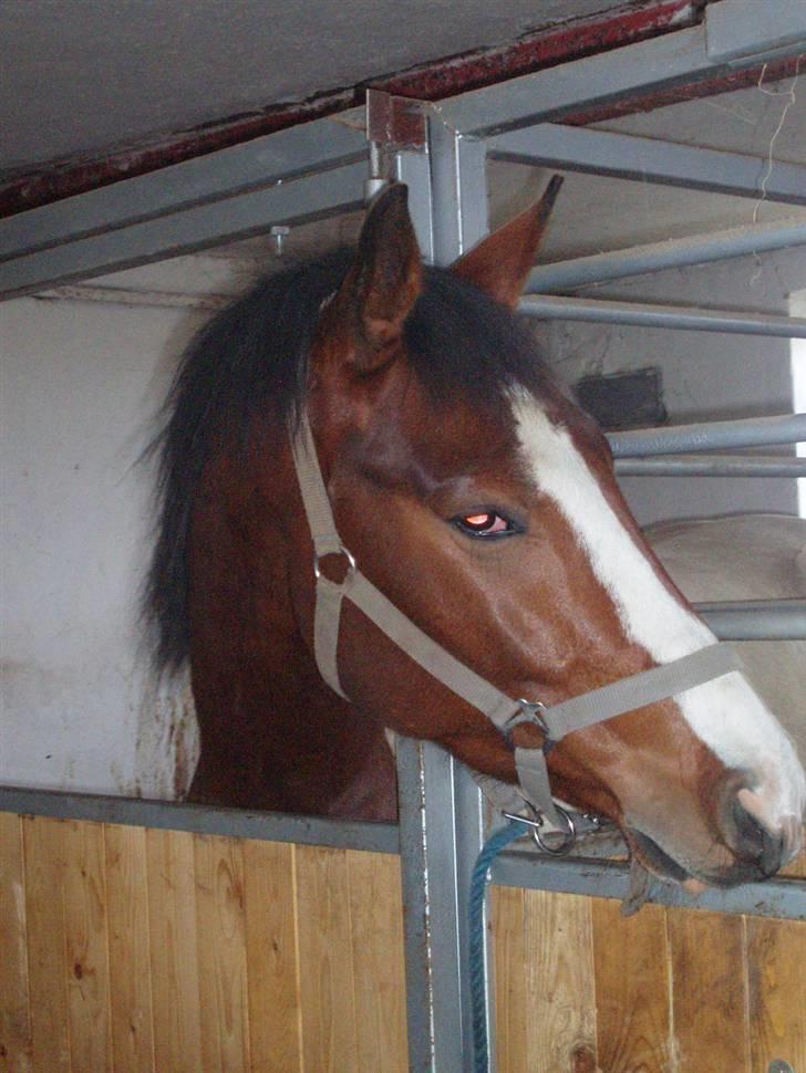 Pinto Awatuyi billede 11