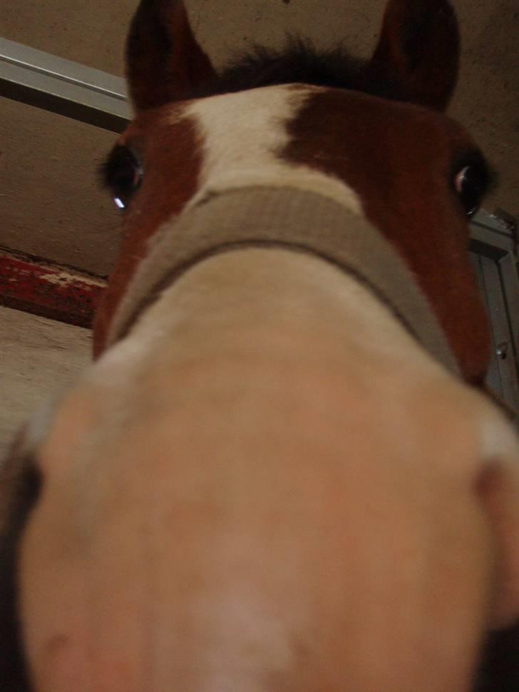 Pinto Awatuyi - Har snuden for langt fremme billede 12