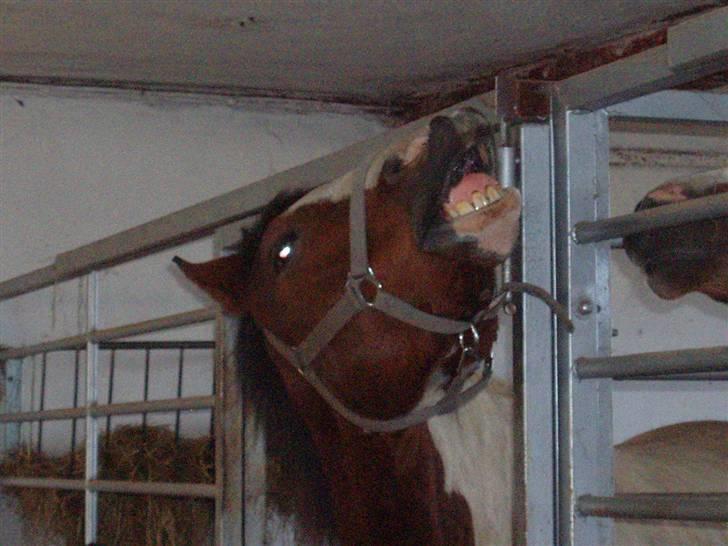 Pinto Awatuyi - Hæhæhæhæhæhæhæhæhæhæææ........... billede 13