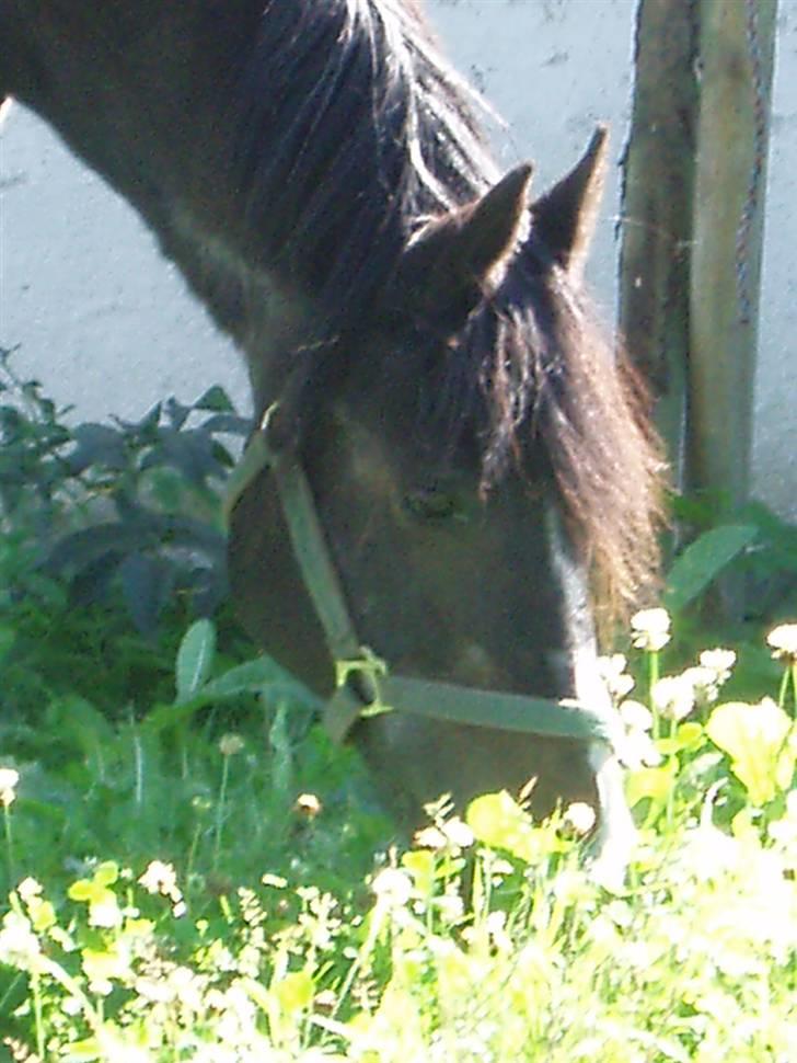 Anden særlig race Blackie - Min elskede gamle... billede 12