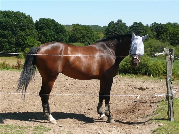 Dansk Varmblod Athene Birkedal - Athene venter på at komme ind fra fold billede 10