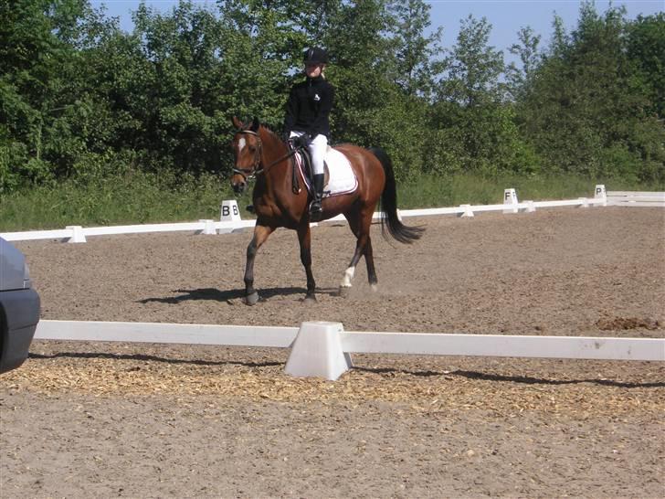 Anden særlig race Vanessa <3   - ASR klubstvæne - 1. plads i lc2! :D Første stævne d; billede 5