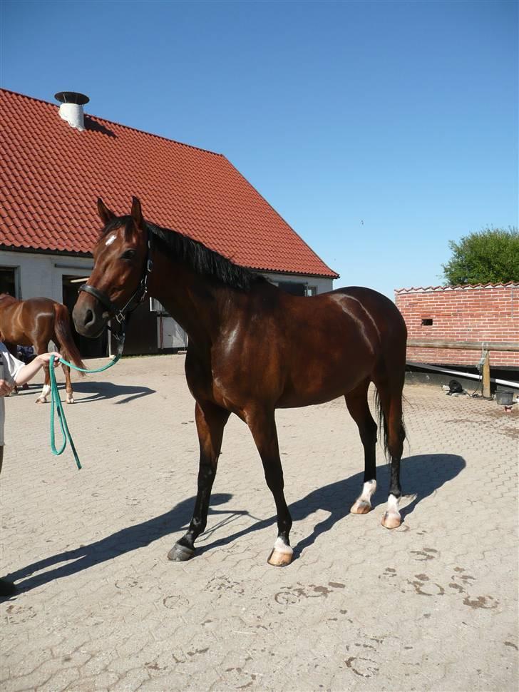 Dansk Varmblod Athene Birkedal - Athene i det sekund, kun kunne stå stille=) Hun ville ind og have mad ;O billede 11