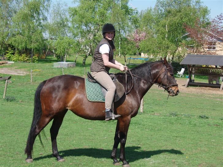 Dansk Varmblod Vestergåtde Ann (AFLIVET) billede 1