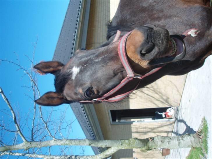 Dansk Varmblod Vestergåtde Ann (AFLIVET) billede 2