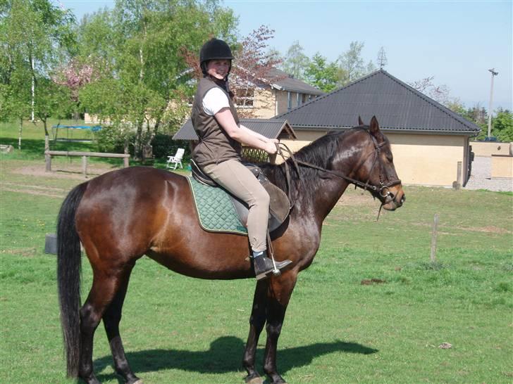 Dansk Varmblod Vestergåtde Ann (AFLIVET) billede 3