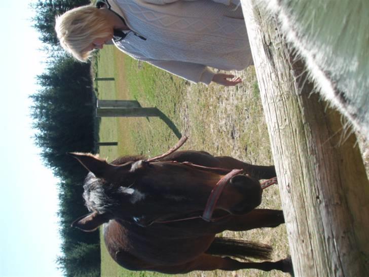 Dansk Varmblod Vestergåtde Ann (AFLIVET) billede 4