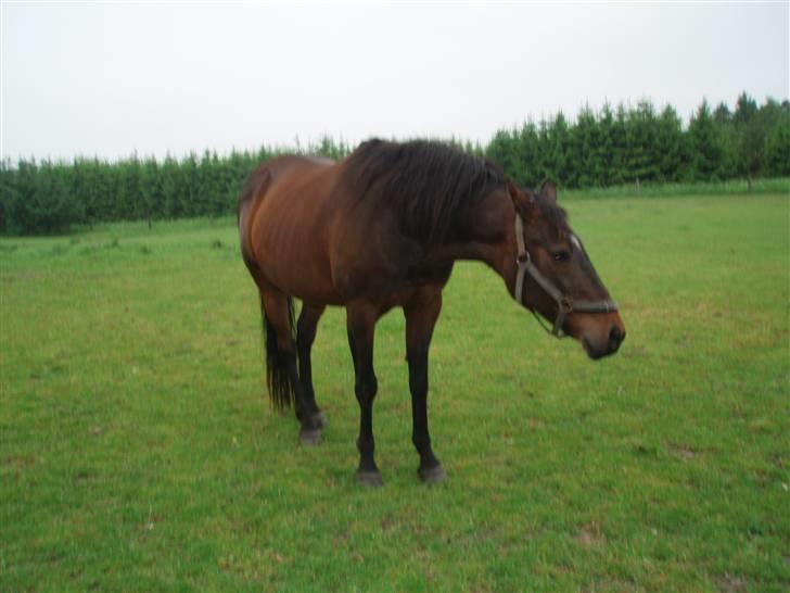 Dansk Varmblod Vestergåtde Ann (AFLIVET) billede 5