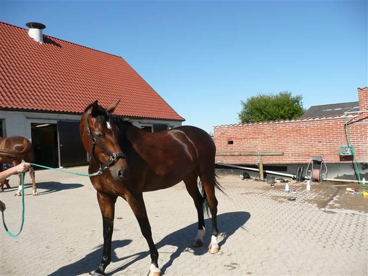 Dansk Varmblod Athene Birkedal - Athene er blevet vasket over hele kroppen og sprayet med showshine=) billede 12