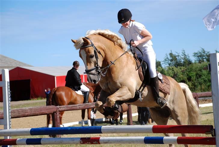 Haflinger Rössi  Solgt - Til stævne en lb billede 3