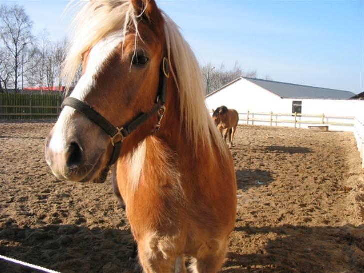 Haflinger Rössi  Solgt - 5 år billede 5