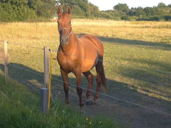 Mecklenburger Uliane R.I.P. billede 9