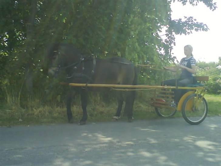 Anden særlig race Lukas - Lille Lukas for vogn:) billede 14