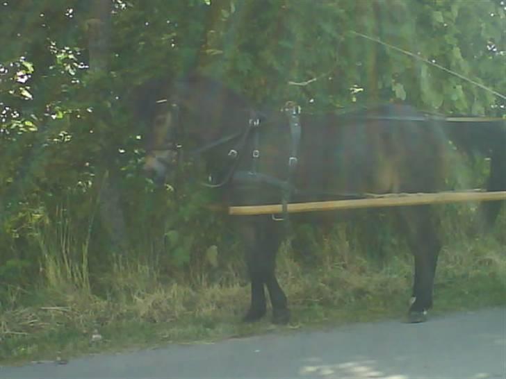 Anden særlig race Lukas - Søde Lukas<3 billede 15