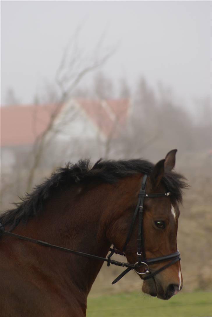 Anden særlig race Tovdal's Charm boy - smukke Charmse i dressur neej en dygtig hest jeg har fået billede 8