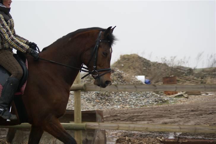 Anden særlig race Tovdal's Charm boy - jaah min hest kan jo godt finde ud af at gå dressur hehe smukt! billede 9