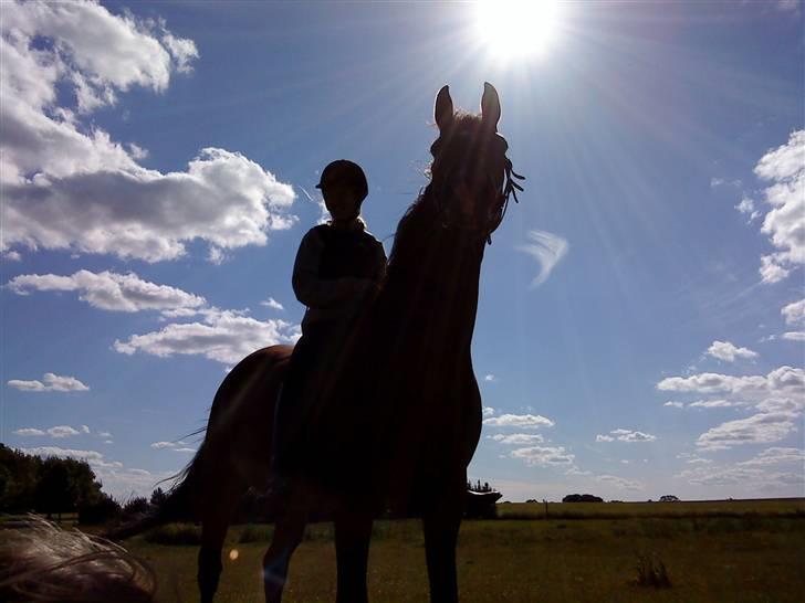 Anden særlig race Tovdal's Charm boy - Et meget harmonisk og smukt billede mellem hest og moar ! xD <3 billede 11