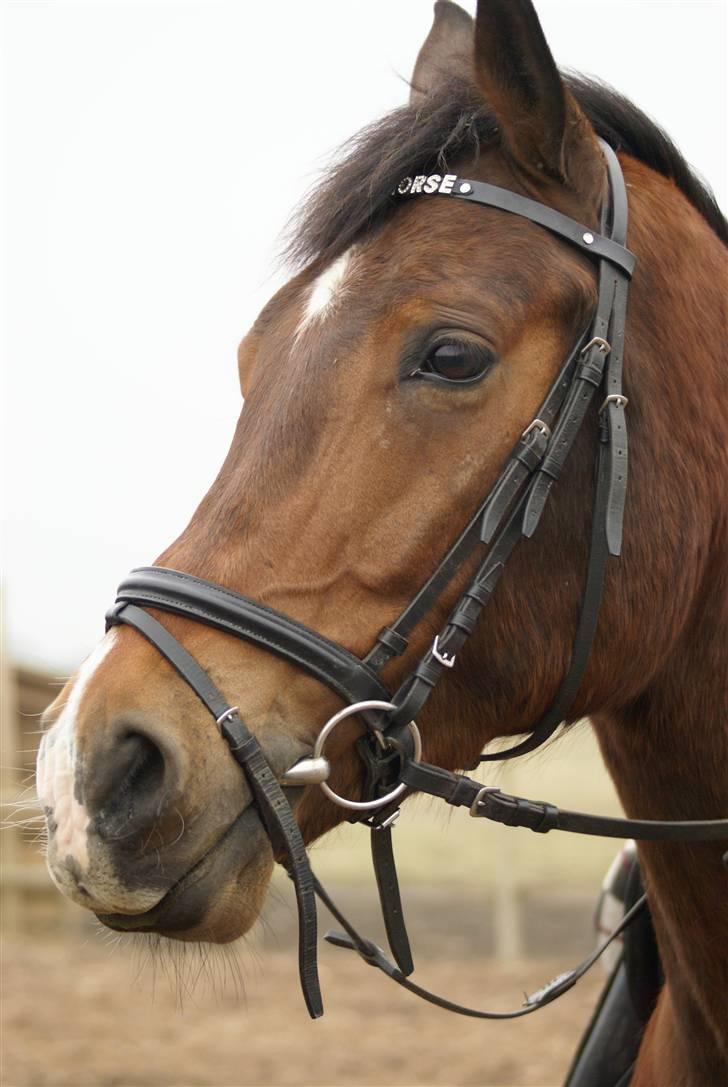 Anden særlig race Tovdal's Charm boy - MY HORSE  billede 16