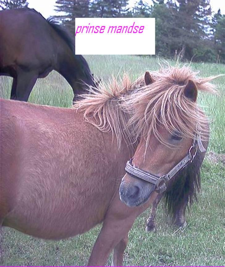 Shetlænder Lille Prins *SOLGT* billede 12
