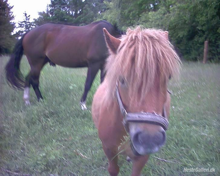 Shetlænder Lille Prins *SOLGT* billede 13