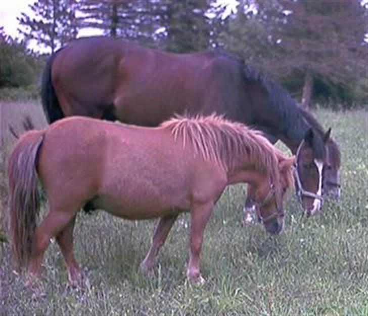 Shetlænder Lille Prins *SOLGT* billede 14