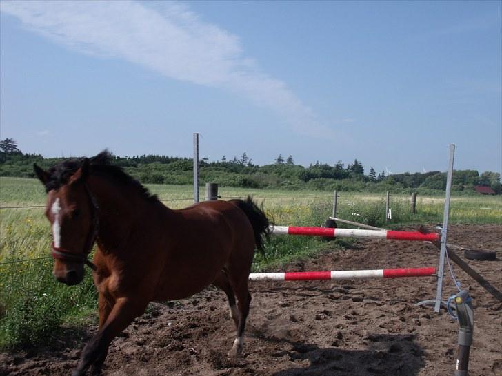 Anden særlig race Golden Merci SOLGT - 2, Golden til løsspring :)  billede 3