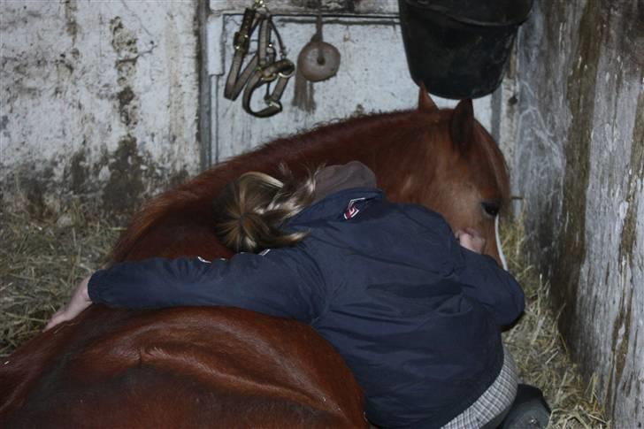 Welsh Pony (sec B) O'malley - Gamle hest - the best i ever had.. billede 20