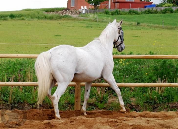 Anden særlig race Bento (RIP) - #20 sommer 2009 - løs på ridebane, tror han har gang i en slags halv schenkelvigning, er ikke sikker xD 4/6/09 fotograf: Sandra Pedersen (mig) billede 20