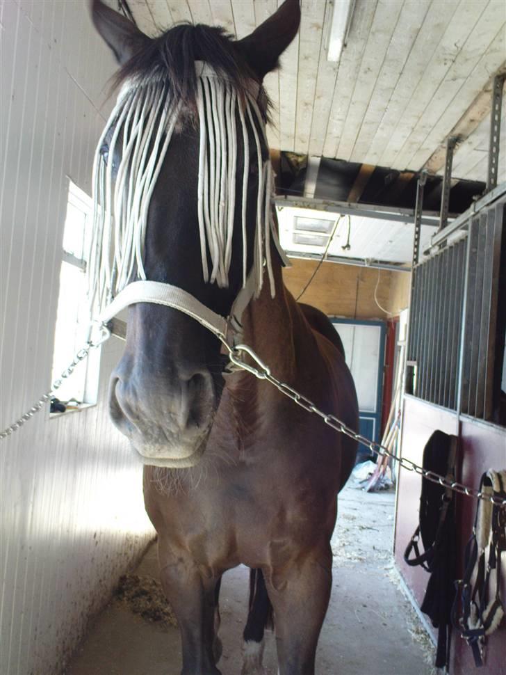 Dansk Varmblod Pasquinel - Lige taget ind fra fold, han ligner ikke en der gider at skulle ud og arbejde.. :o) billede 6