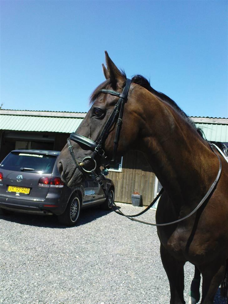 Dansk Varmblod Pasquinel - På vej ud at ride.. billede 7