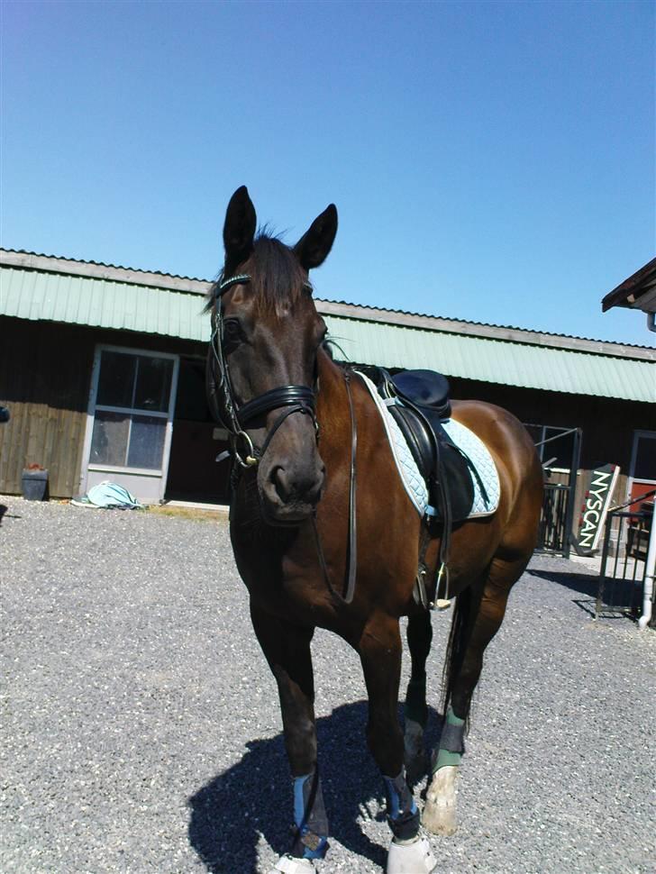 Dansk Varmblod Pasquinel - På vej ud at ride i min nye sadel.. :o) billede 8