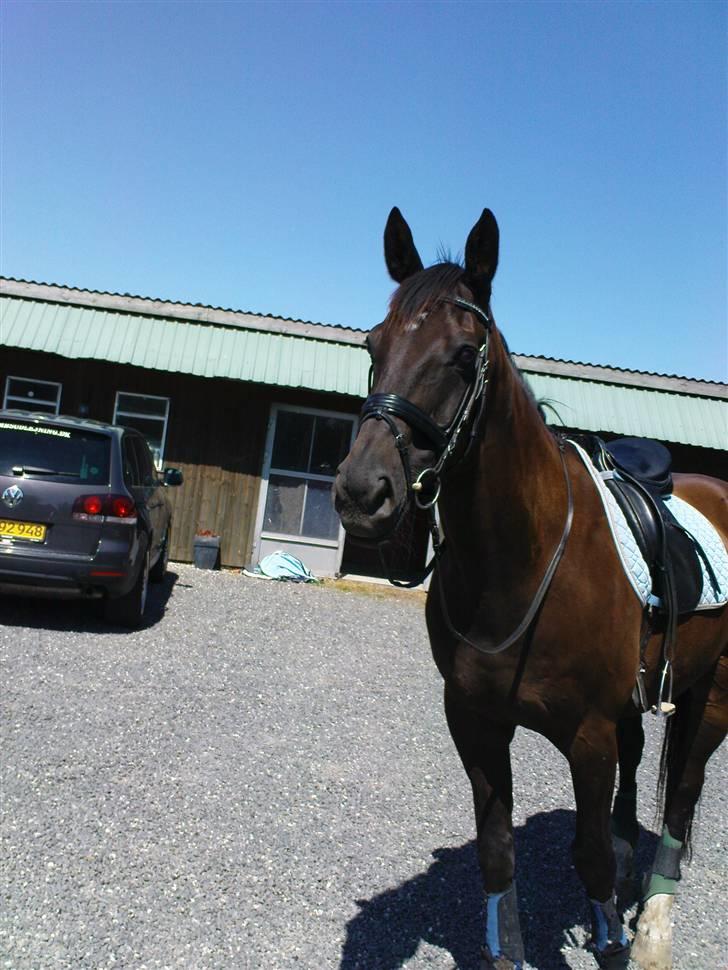 Dansk Varmblod Pasquinel - også på vej ud at ride..  billede 9